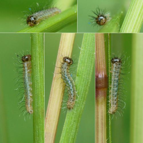 Lasiommata megera